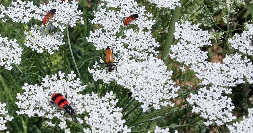 la vita in un fiore Fiori e insetti
