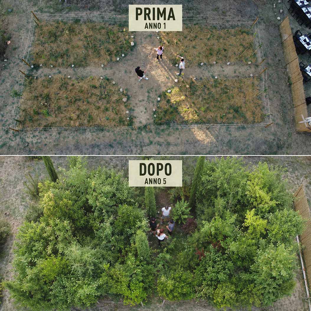 foresta miyawaki, crescita in 5 anni foresta miyawaki dopo 5 anni