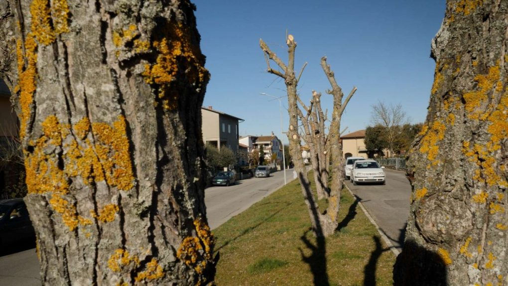 alberi appena capitozzati