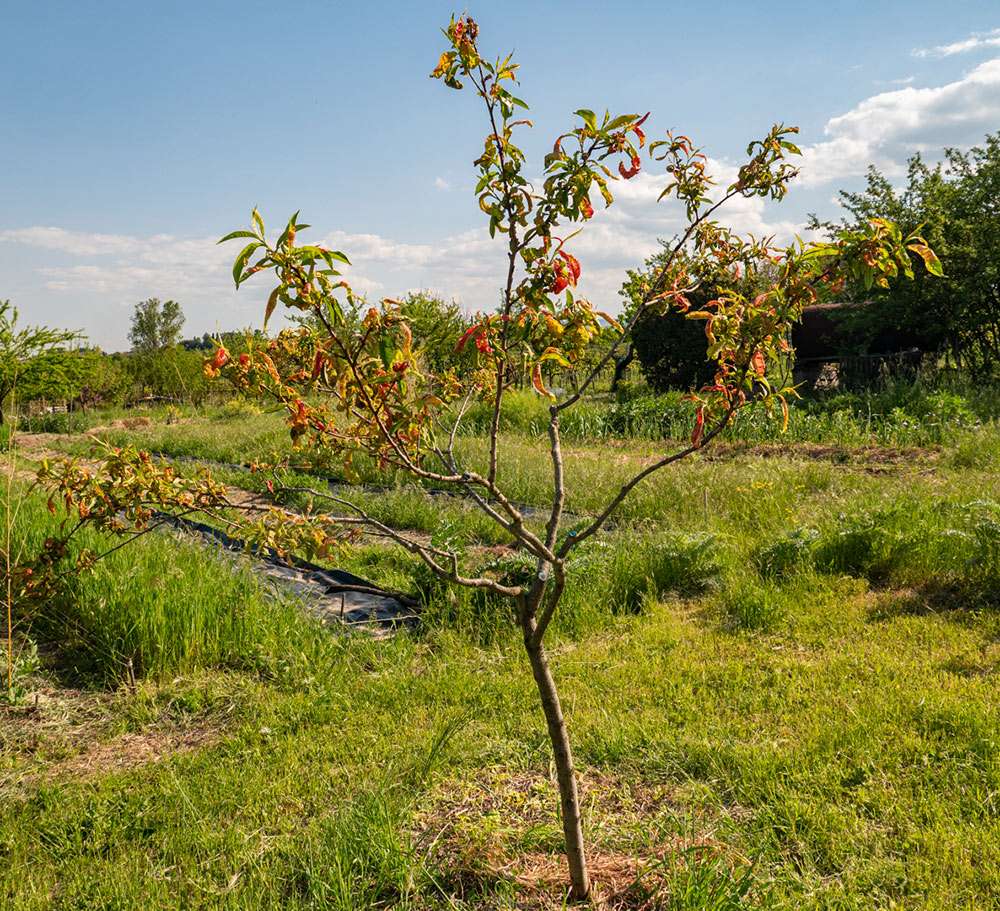 albero malato con bolla del pesco