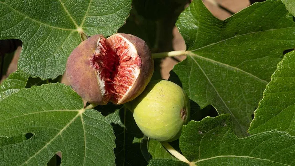 frutto di fico