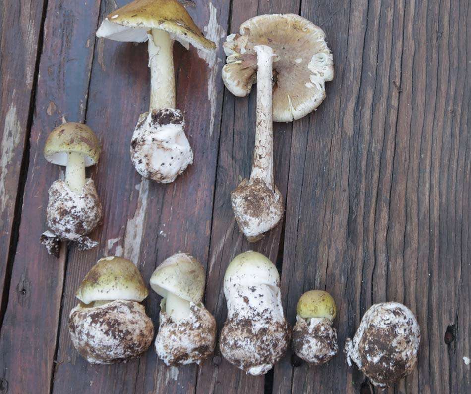 amanite falloide Amanite falloide, fungo velenoso
