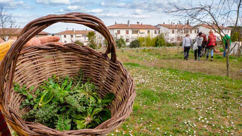 erbe spontanee di novembre