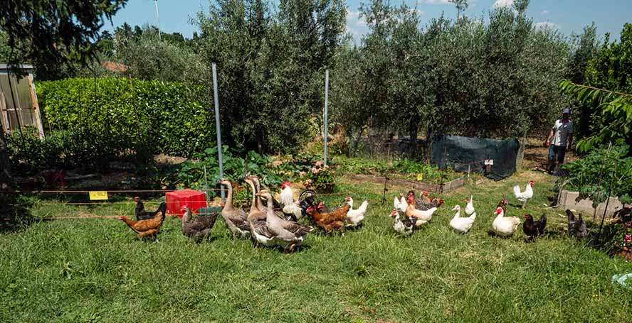 galline al pascolo