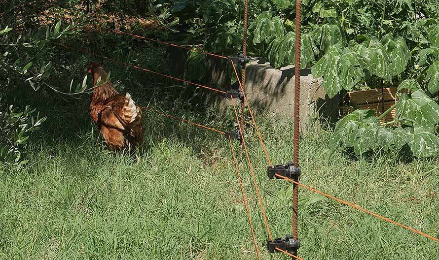 recinto elettrificato per animali