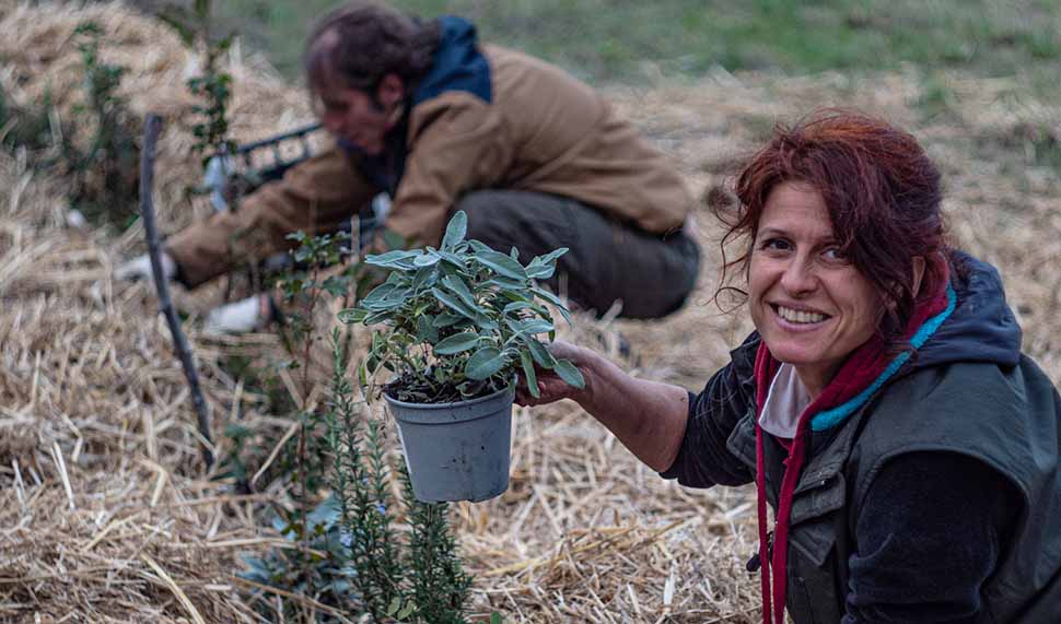 regala piante da mettere a terra puoi regalare piante a Natale