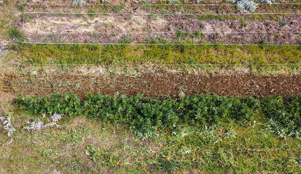 aiuole coperte con sovescio o pacciamatura
