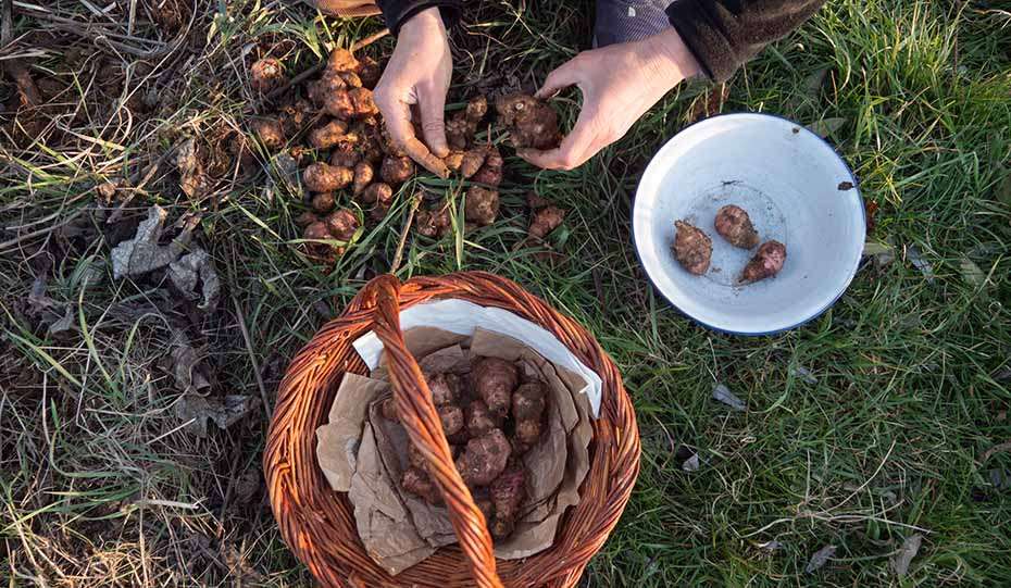 raccolta e semina dei topinambur semina del topinambur