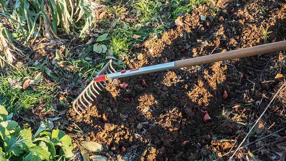 semina dello scalogno a febbraio semina dello scalogno nell'orto