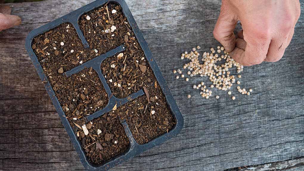 seminare spinaci a febbraio in semenzaio semina degli spinaci