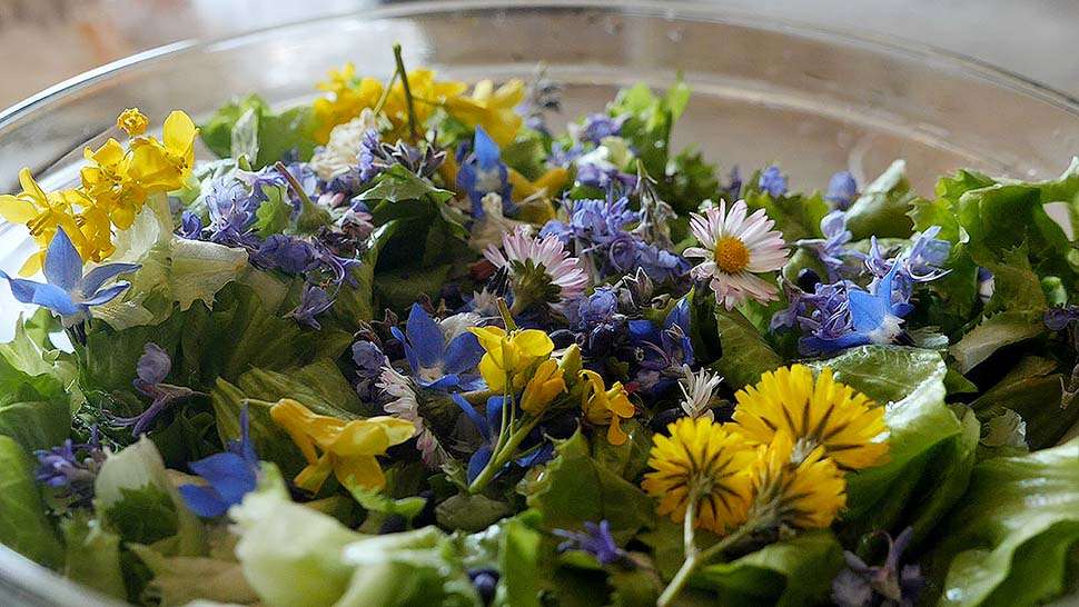 insalata con fiori commestibili Insalate con fiori