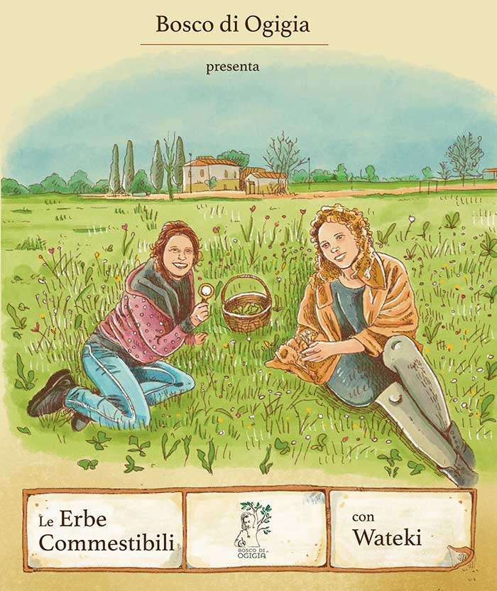 Corso erbe spontanee corso erbe spontanee