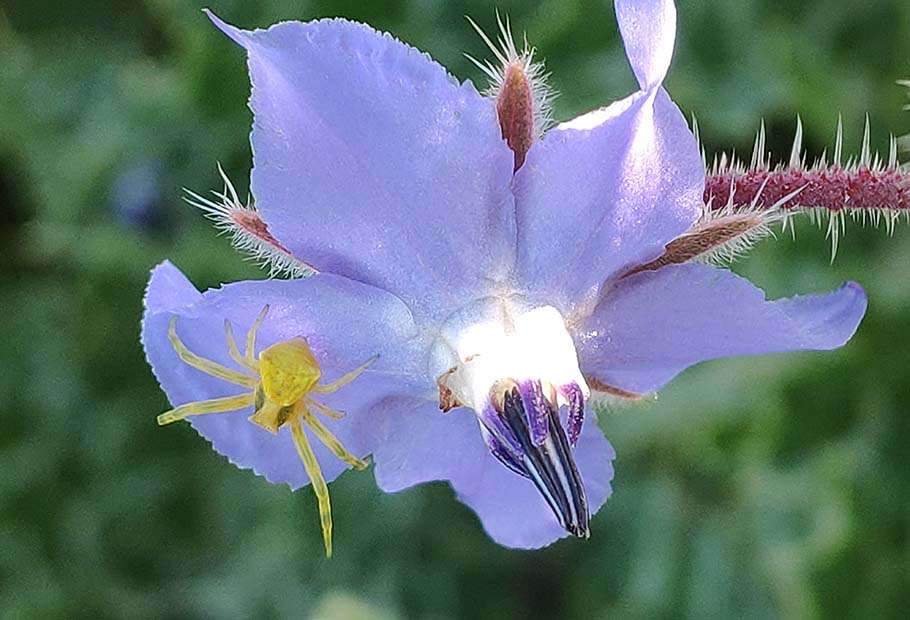 fiori utili nell'orto. La borragine fiore di borragine