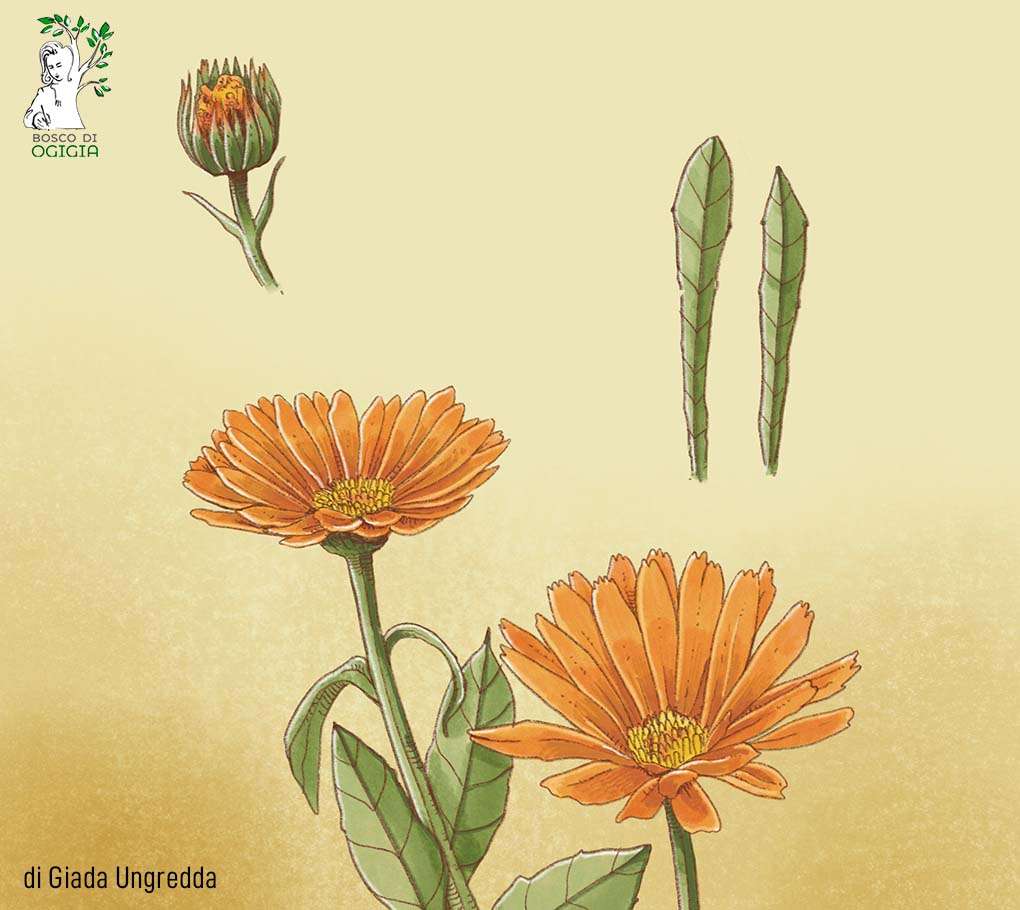 fiori nell'orto, la calendula bellissimo fiore di Calendula