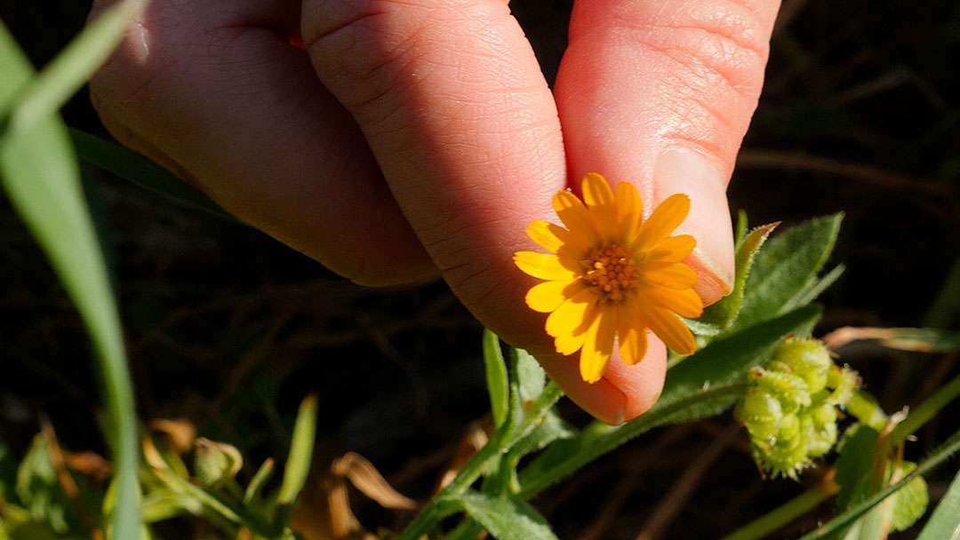 fiori nell'orto. La calendula