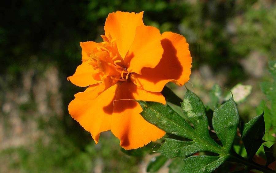 tagete, fiore molto utile nell'orto fiore di tagete