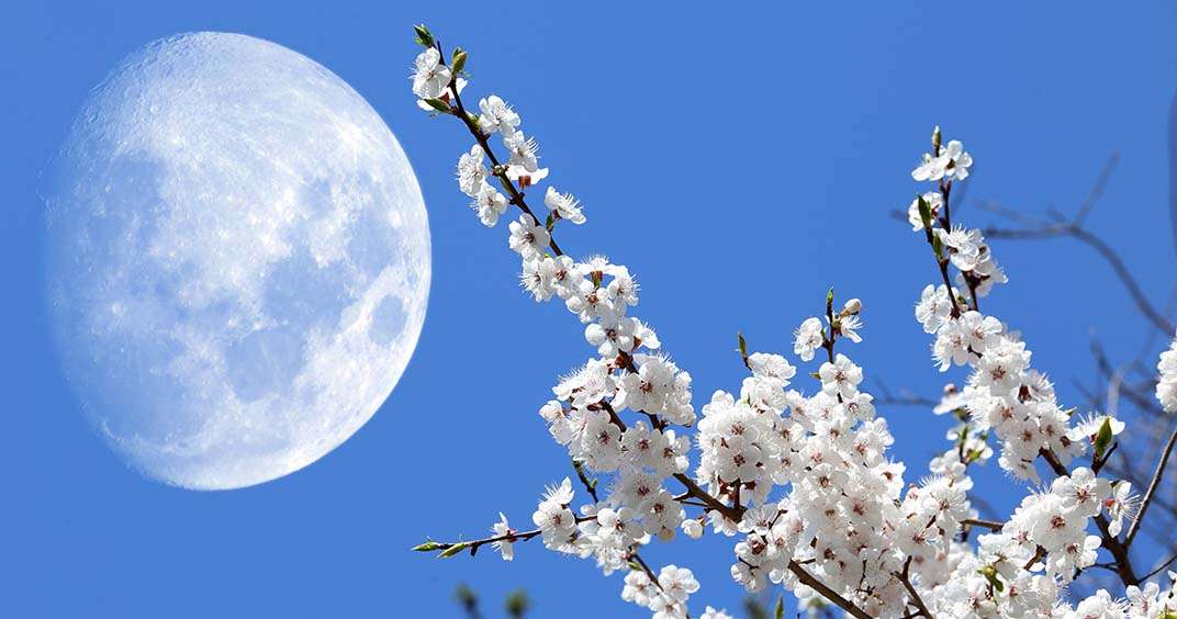 calendario di semina, in biodinamica si segue la luna calendario delle semine in biodinamica, alla luna si da fondamentale importanza