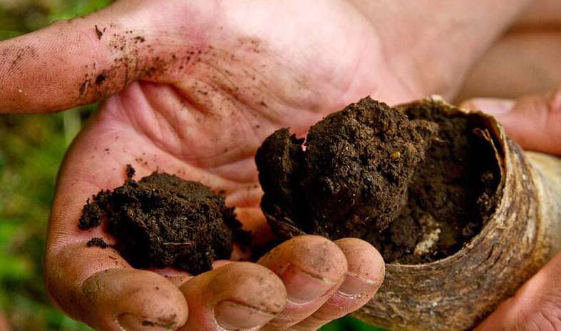 corno letame, preparato biodinamico