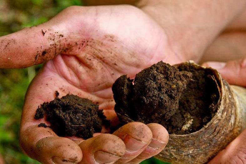 agricoltura biodinamica, preparato 500 preparato 500 corno letame