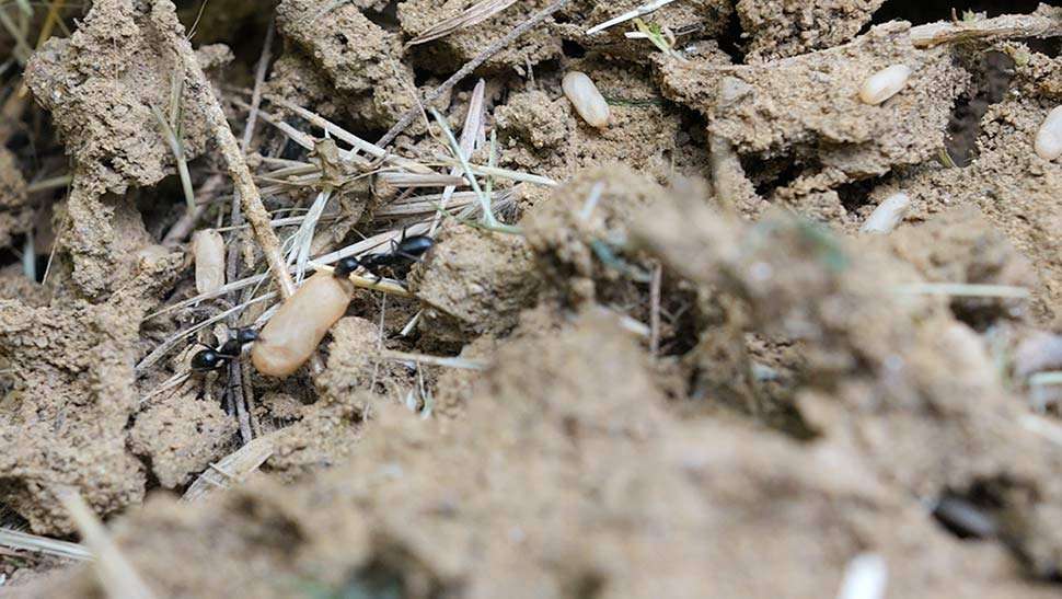 formiche mentre rubano un chicco di grano