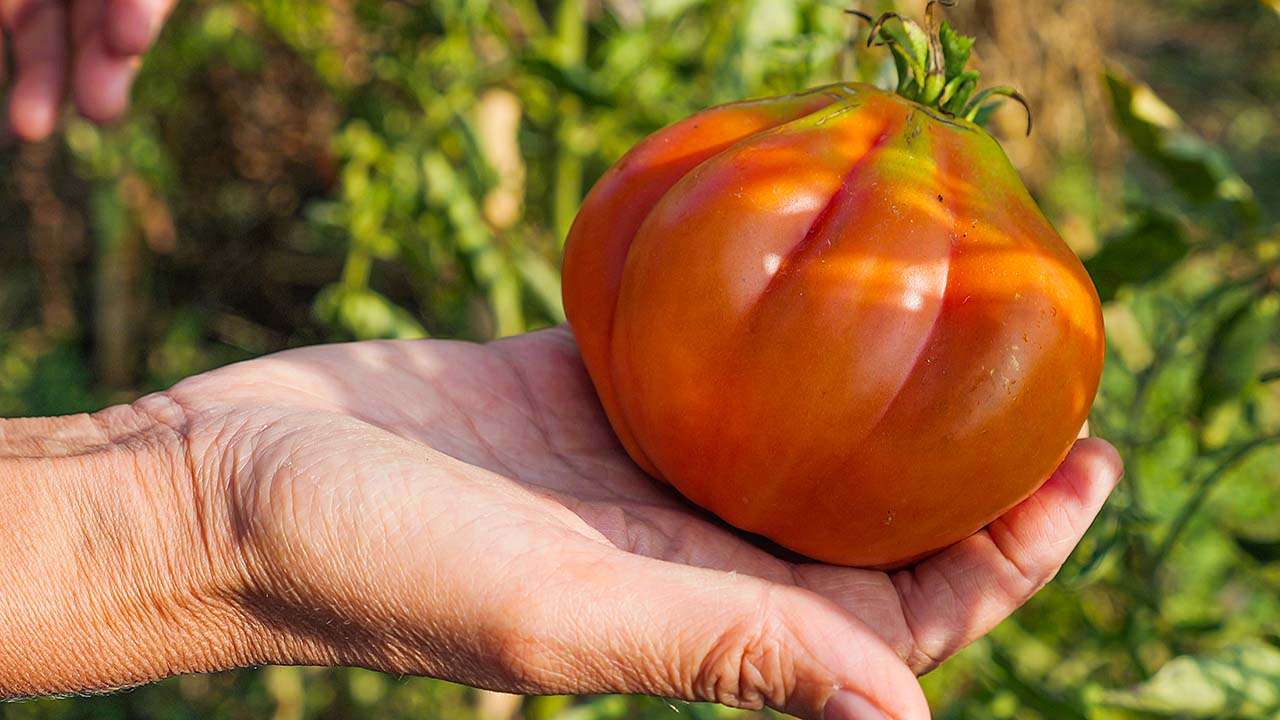 pomodoro costoluto fiorentino pomodoro costoluto fiorentino