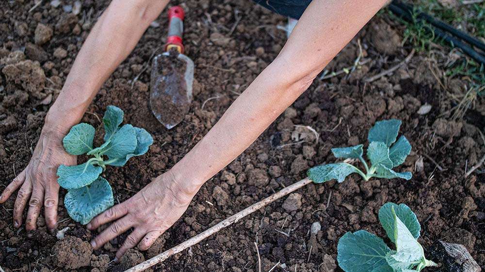 consigli sulla coltivazione dei cavoli
