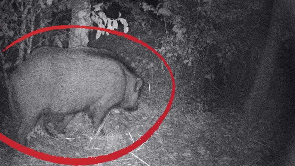 cinghiale nell'orto
