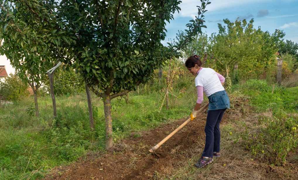 Albero di melo Francesca