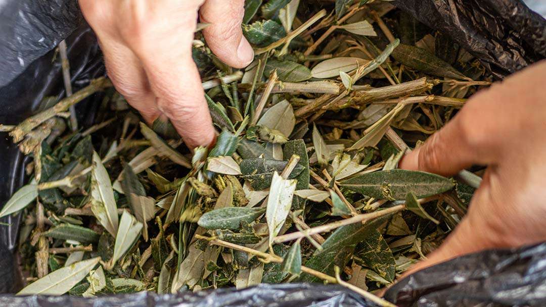 cippato grezzo di foglie di olivo