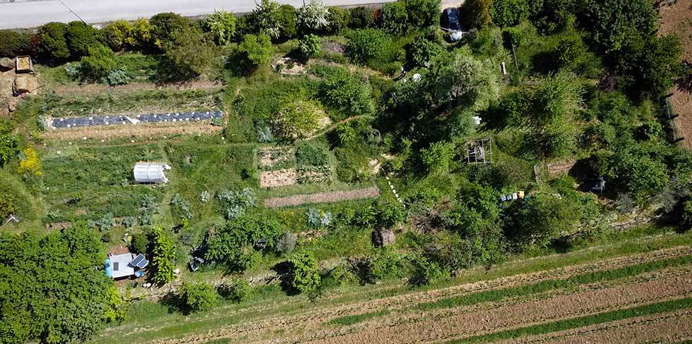 erbe spontanee a primavera erbe spontanee che crescono in primavera