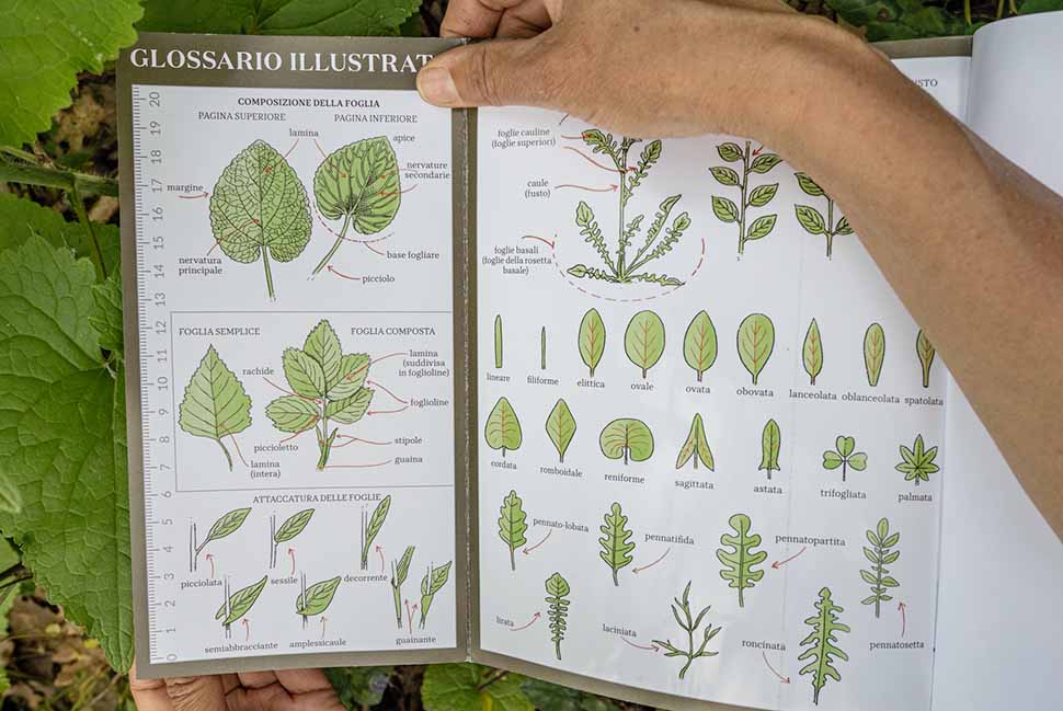 glossario del libro erbe spontanee glossario libro erbe spontanee
