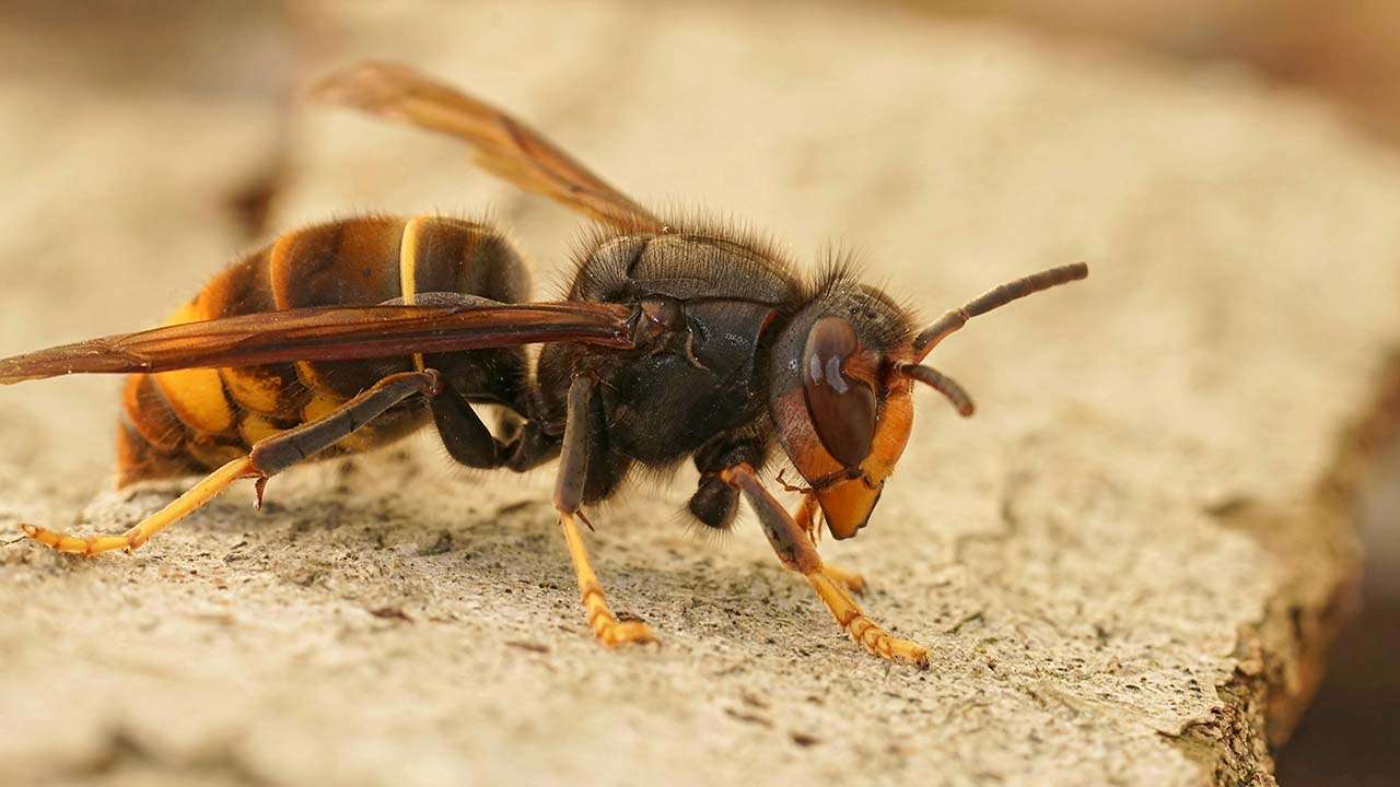 vespa velutina