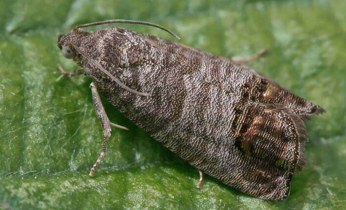 carpocapsa farfalla carpocapsa