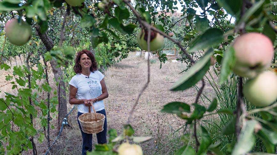 raccolta di mele al Bosco di Ogigia frutta bacata, cosa fare?