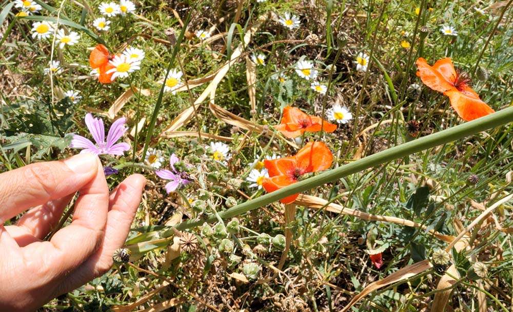 fiore di malva e fiore di papavero piante spontanee, fiore di malva sulla sinistra, fiore di papavero sulla destra