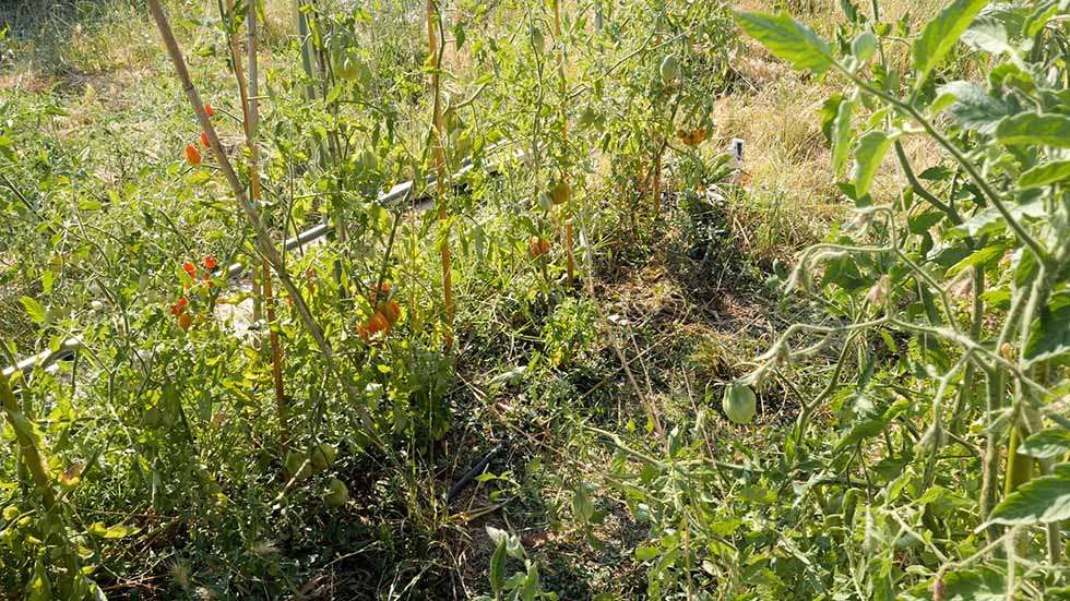 sostegni, canne per i pomodori sostegni per i pomodori