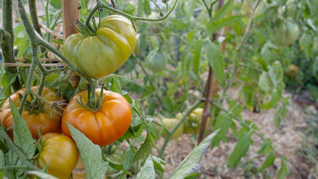 pomodori incannati come avere pomodori sani