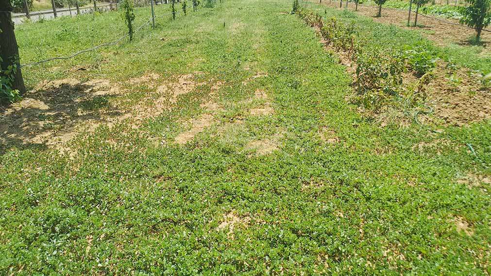 suolo ricoperto di portulaca portulaca nel suolo