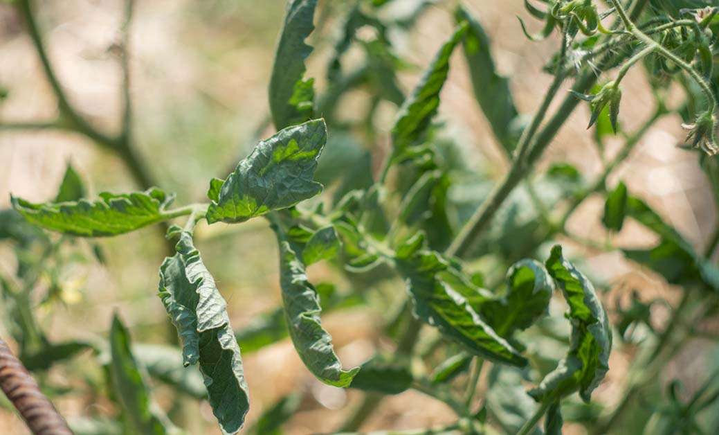 foglie di pomodoro in sofferenza foglie di pomodoro piccole e arricciate