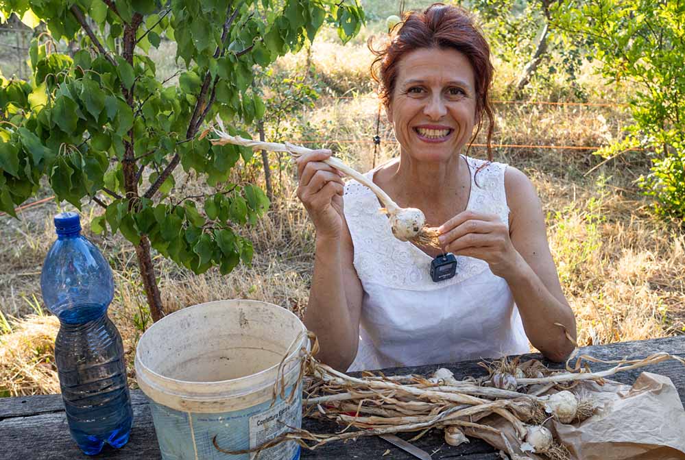 preparare il macerato d'aglio per l'orto