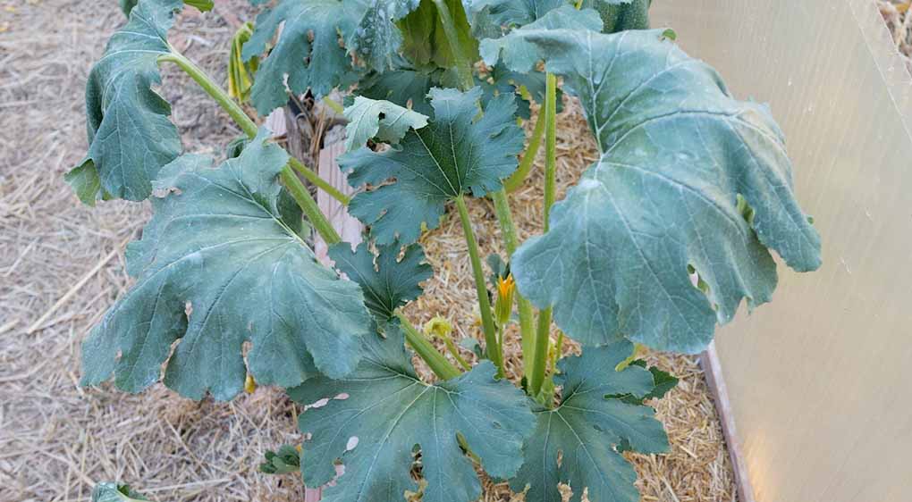 zucchina in sofferenza per il caldo foglie di zucchina abbassate per il gran caldo