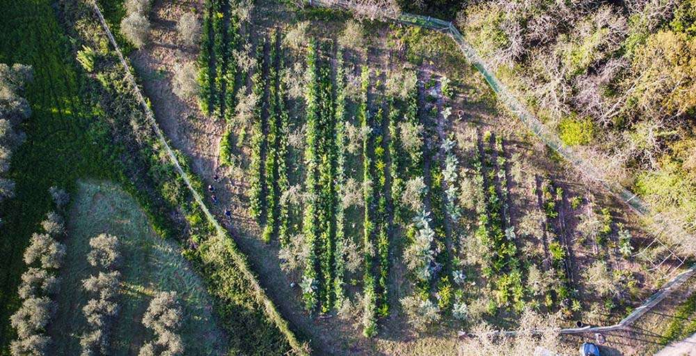 agricoltura sintropica Agricoltura sintropica all'agriturismo Santa Lorica