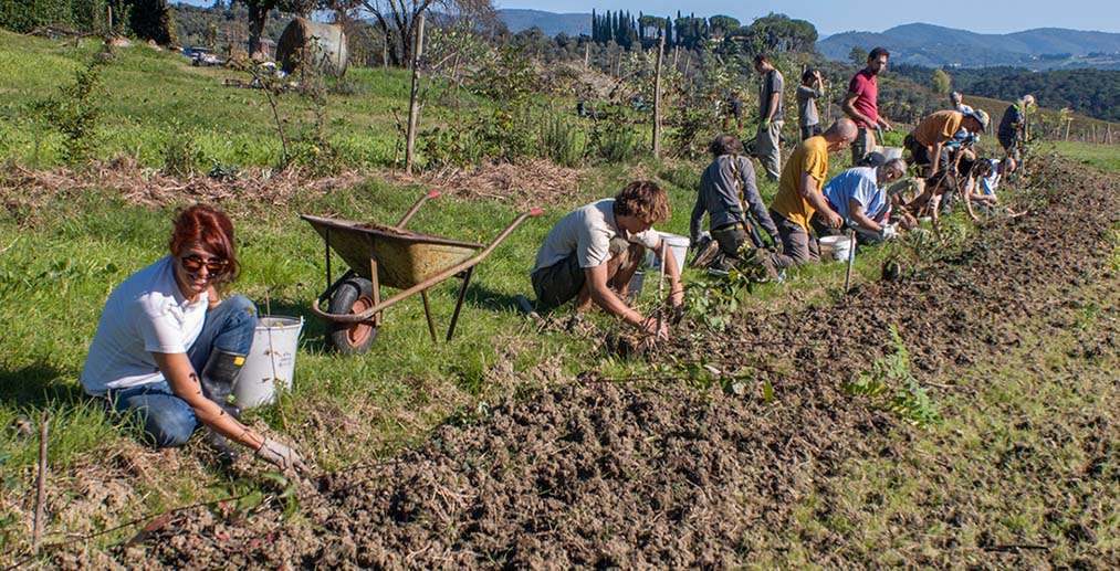 riforestazione in agricoltura sintropica piantare alberi con l'agricoltura sintropica