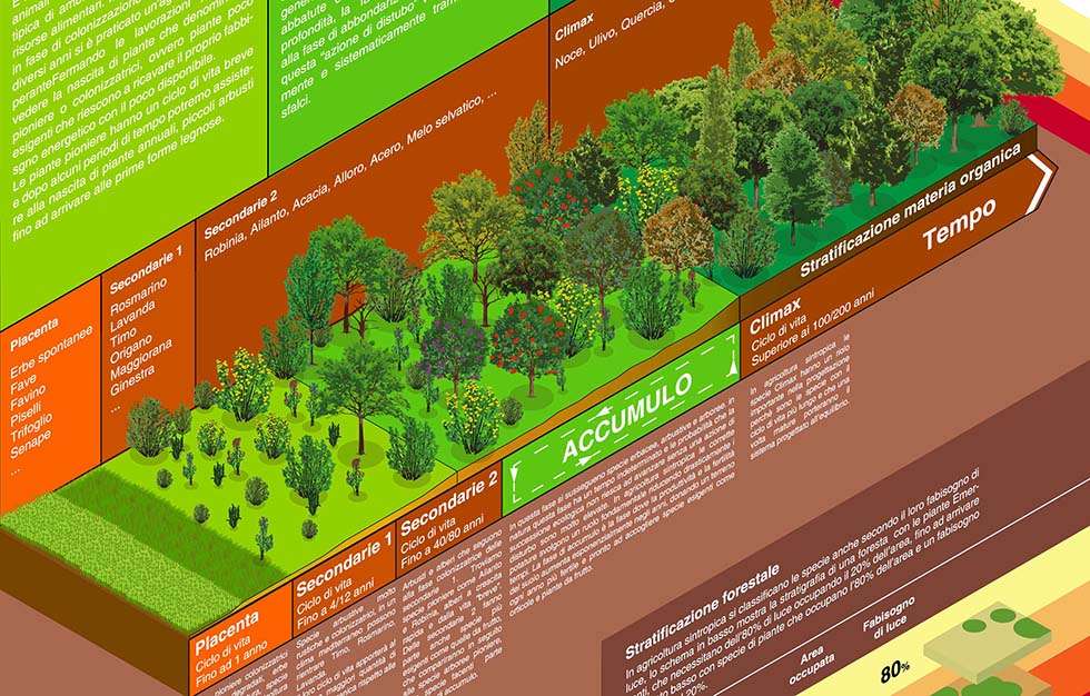 successioni ecologiche successioni ecologiche in agricoltura sintropica