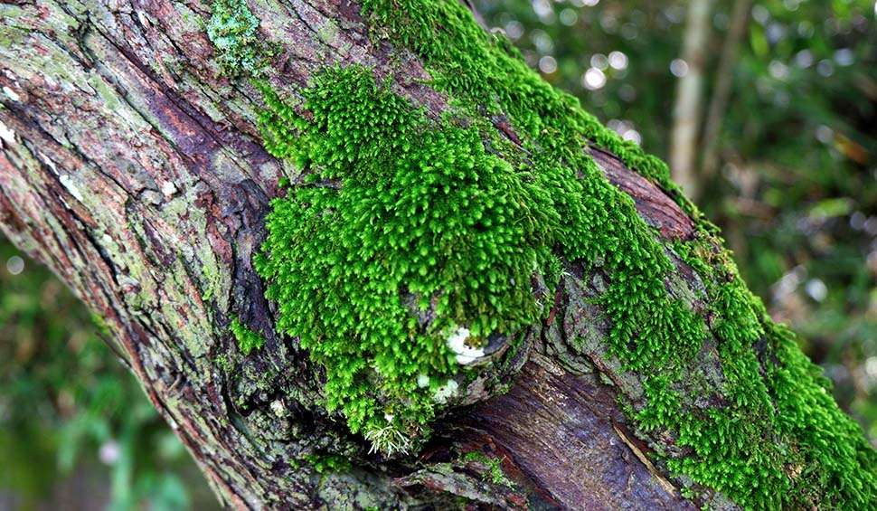 muschio su un tronco di un albero