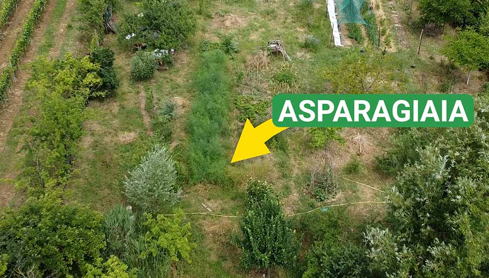asparagiaia verde in estate asparagiaia nell'orto in estate