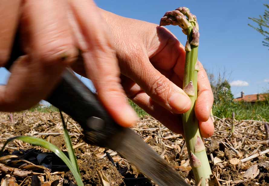 raccolta di asparagi raccogliere asparagi nell'orto