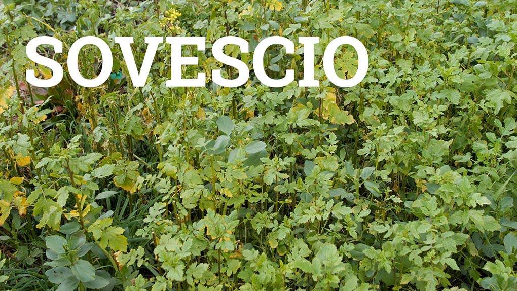 sovescio misto nell'orto