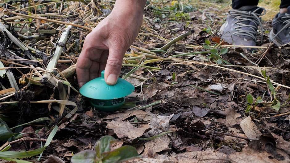 lima trap, applicazione nell'orto fosfato ferrico nell'orto