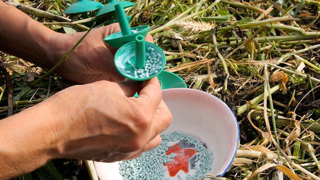 rimedio contro le lumache. Il fosfato ferrico fosfato ferrico contro le lumache